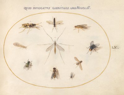 Planche 60 : Mouches et autres insectes, vers 1575/80 - Joris Hoefnagel