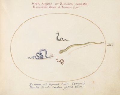 Planche 60 : Quatre petits serpents - Joris Hoefnagel