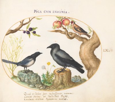 Planche 60 : Pie, Corbeau et Chardonneret - Joris Hoefnagel