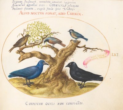 Planche 61 : Corbeau bleu (?), Choucas, Mésange et autres oiseaux - Joris Hoefnagel