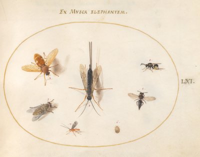 Planche 61 : Sept insectes, y compris des mouches - Joris Hoefnagel
