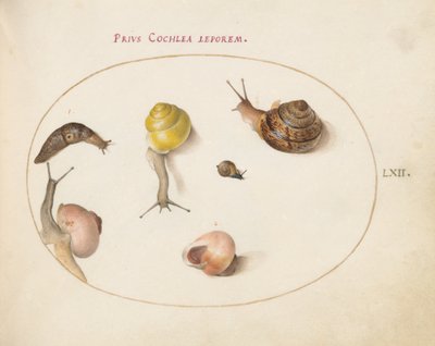 Planche 62 : Une limace avec des escargots - Joris Hoefnagel