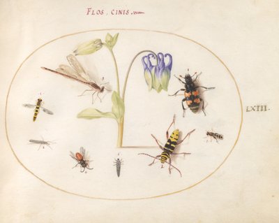 Planche 63 : Une libellule, un longicorne tacheté, un nécrophore et d
