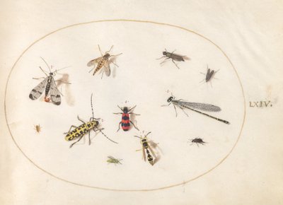 Planche 64 : Onze insectes, dont une libellule et un longicorne - Joris Hoefnagel