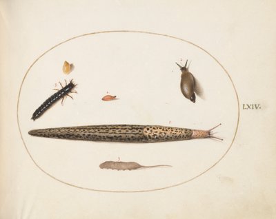 Planche 64 : Limace léopard, larve de carabe, asticot à queue de rat et autres créatures - Joris Hoefnagel