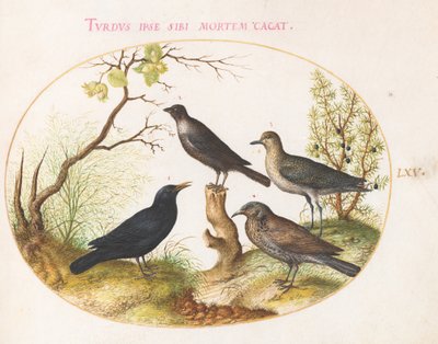 Planche 65 : Merle, étourneau (?) et autres oiseaux - Joris Hoefnagel