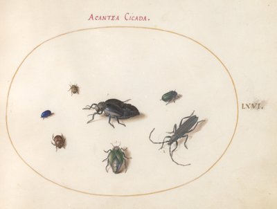 Planche 66 : Deux coléoptères à huile, un longicorne et quatre autres insectes - Joris Hoefnagel
