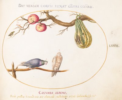 Planche 67 : Deux colombes sous une gourde et des pommes - Joris Hoefnagel