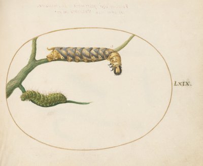 Planche 69 : Chenille de papillon empereur avec une deuxième chenille sur une branche - Joris Hoefnagel