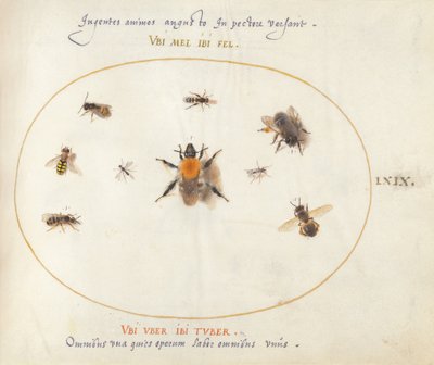 Planche 69 : Neuf abeilles et autres insectes - Joris Hoefnagel