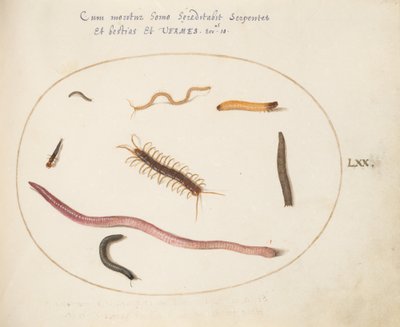 Planche 70 : Ver, mille-pattes, scolopendre et autres créatures longues - Joris Hoefnagel