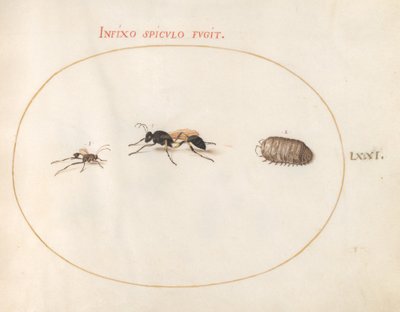 Planche 71 : Deux guêpes et un cloporte - Joris Hoefnagel