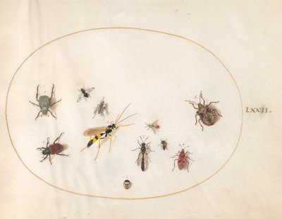 Planche 72 : Punaise des bois, punaise de cannelle, guêpe et autres insectes - Joris Hoefnagel