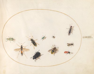 Planche 73 : Dix insectes - Joris Hoefnagel