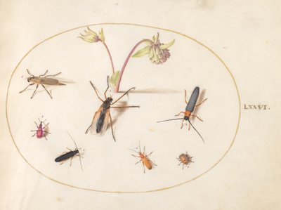 Planche 76 : Insectes avec une ancolie rose et crème - Joris Hoefnagel