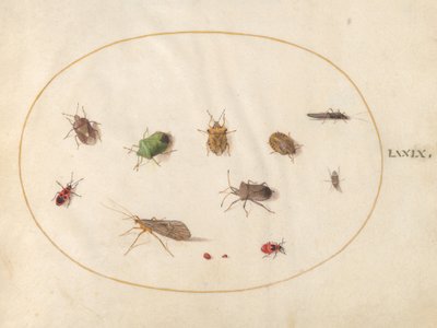 Planche 79 : Douze insectes, y compris des punaises - Joris Hoefnagel