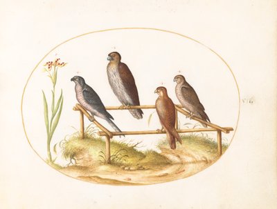 Planche 7 : Quatre oiseaux de proie sur un cadre en bois - Joris Hoefnagel