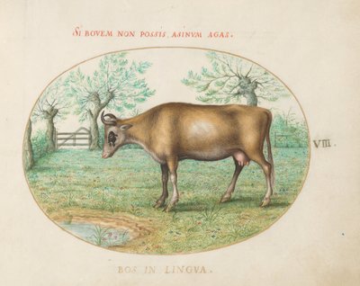 Planche 8 : Une vache - Joris Hoefnagel