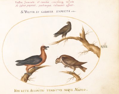 Planche 8 : Vautour barbu avec deux oiseaux de proie - Joris Hoefnagel