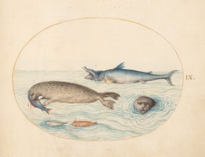Planche 9 : Un grand requin blanc (?), deux phoques et deux poissons - Joris Hoefnagel
