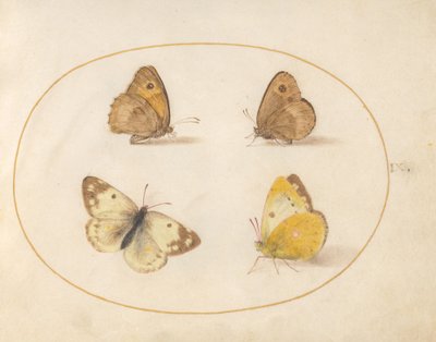 Planche 9 : Papillons Meadow Brown, Gatekeeper, Clouded Yellow et Bath White - Joris Hoefnagel