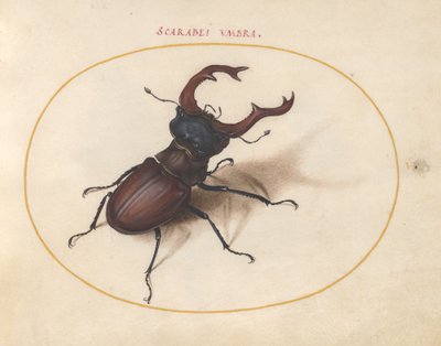 Scarabée, c.1575-80 - Joris Hoefnagel