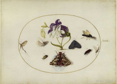  - Joris Hoefnagel