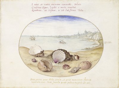 Coquillages et vue de Cadix - Joris Hoefnagel