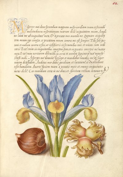 Châtaignier espagnol, iris anglais et aveline européenne - Joris Hoefnagel