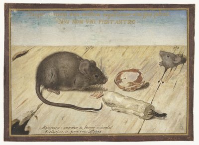 Deux souris - Joris Hoefnagel