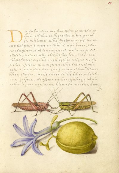 Verrue, sauterelle, jacinthe et amande - Joris Hoefnagel