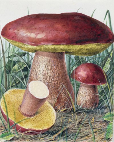 Étude de champignon - Josef Fleischmann