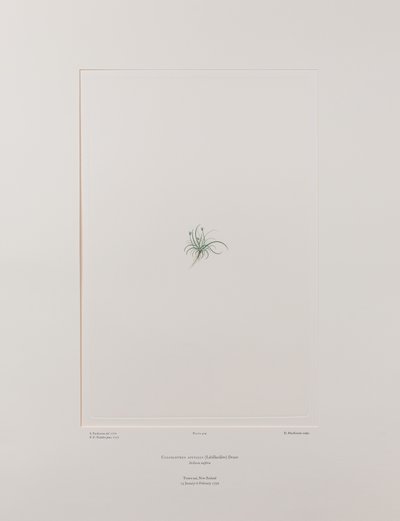 Colobanthus apetalus (Caryophyllaceae) - Planche 414, Florilège de Banks, vers 1771-84 (gravure sur cuivre sur papier) - Joseph Banks