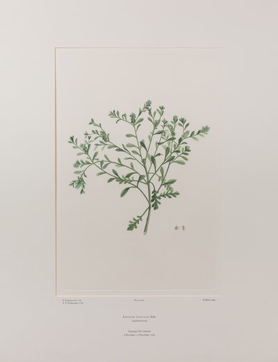 Lepidium flexicaule (Cruciferae) - Planche 409, Florilège de Banks, c.1771-84 - Joseph Banks
