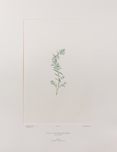 Lythrum junceum (Lythraceae) - Planche 392, Florilège de Banks, vers 1771-84 (gravure sur cuivre sur papier) - Joseph Banks