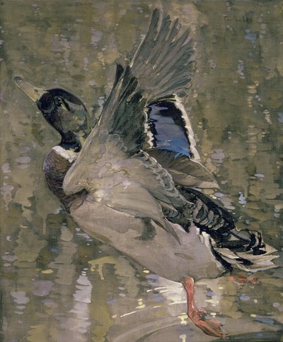Canard colvert s