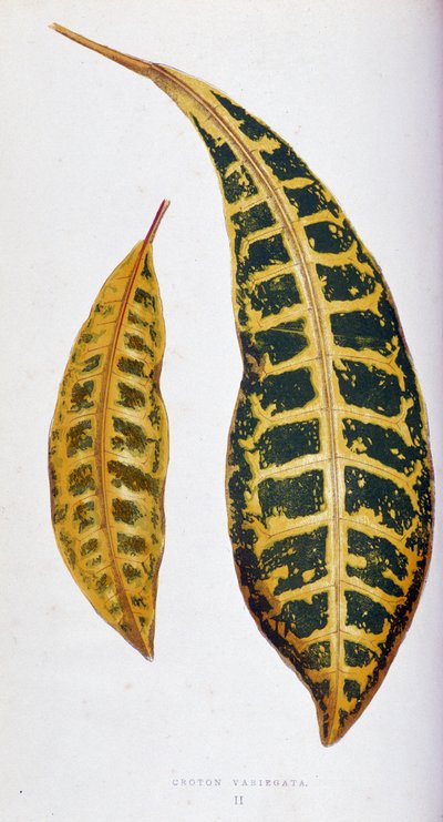 Feuille de Croton variegata. Planche botanique dans "Plantes à feuillage coloré. Collection des espèces les plus remarquables utilisées pour décorer jardins, serres et appartements, par Edward Joseph Lowe et W. Howard, membres de la London Horticulture Soc - Joseph Edward and Howard W Lowe