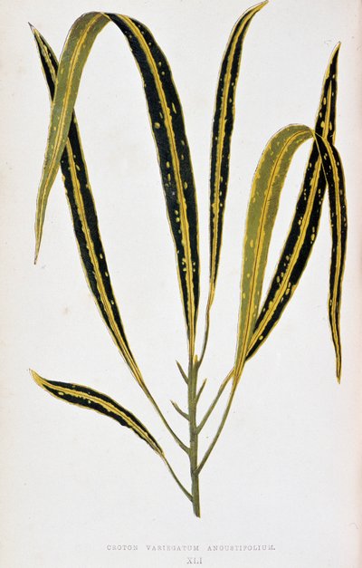 Feuille de Croton variegatum angustifolium. Planche botanique dans « Plantes à feuillage coloré. Collection des espèces les plus remarquables utilisées pour décorer jardins, serres et appartements, par Edward Joseph Lowe et W. Howard, membres de la Société - Joseph Edward and Howard W Lowe