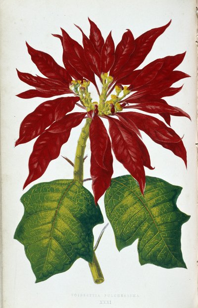 Fleur et feuilles de Poinsettia Pulcherrima. Tableau botanique dans 