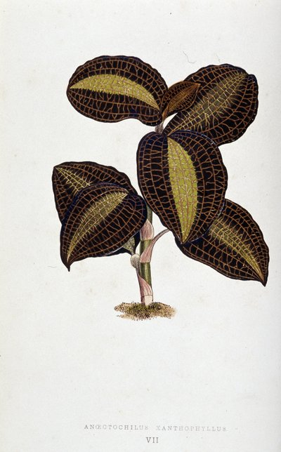 Feuille d
