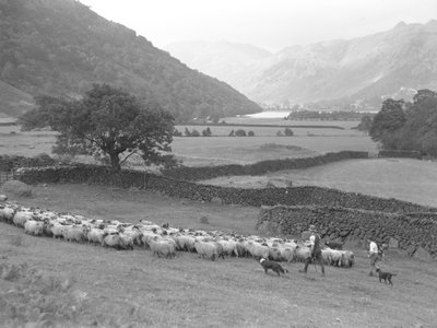 Un fermier, un garçon et deux chiens conduisent un troupeau de moutons dans un champ, avec un lac et des montagnes en arrière-plan. - Joseph Hardman