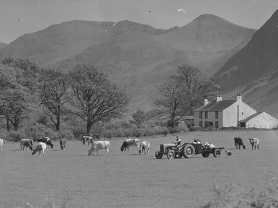 Un agriculteur conduit son tracteur dans un champ avec des vaches, un bâtiment agricole et des champs en arrière-plan. - Joseph Hardman