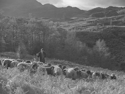 Un fermier regarde son troupeau de moutons, avec les montagnes en arrière-plan. - Joseph Hardman
