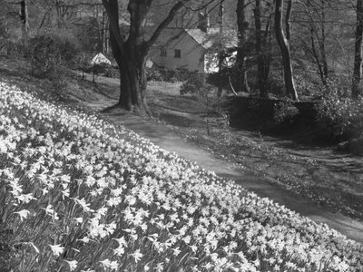 Une multitude de jonquilles sur une colline, avec des bâtiments à l