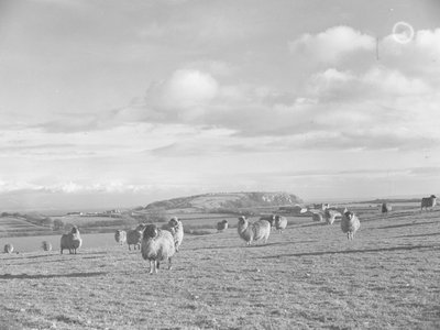 Troupeau de moutons dans un champ en train de brouter près de Humphrey Head - Joseph Hardman