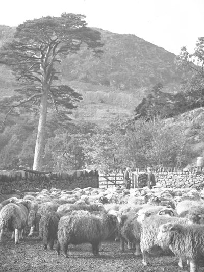 Troupeau de moutons au premier plan - Joseph Hardman
