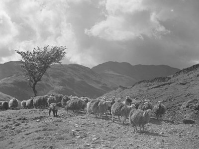 Troupeau de moutons avec les montagnes en arrière-plan - Joseph Hardman