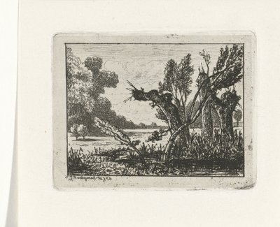 Saules têtards - Joseph Hartogensis