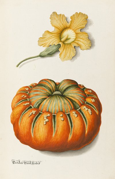 Courgette et une citrouille - Joseph Jacob Plenck