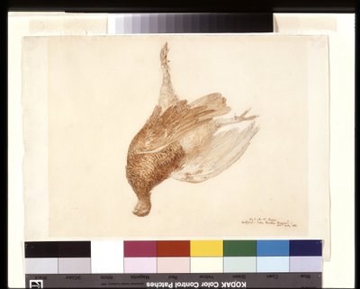 Grouse mort - Joseph Mallord William Turner